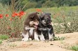 CHIEN FINNOIS DE LAPONIE 430